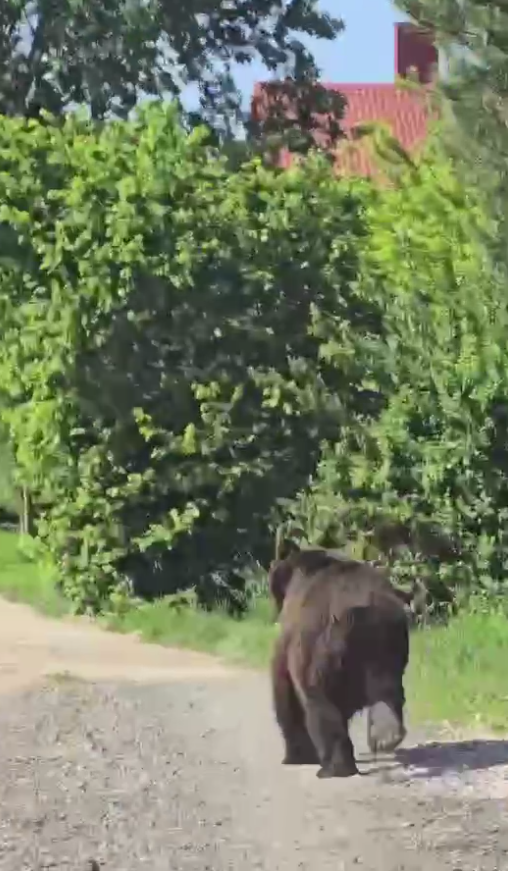 Медведь в Вильнюсском районе © стоп-кадр видео из соцсетей