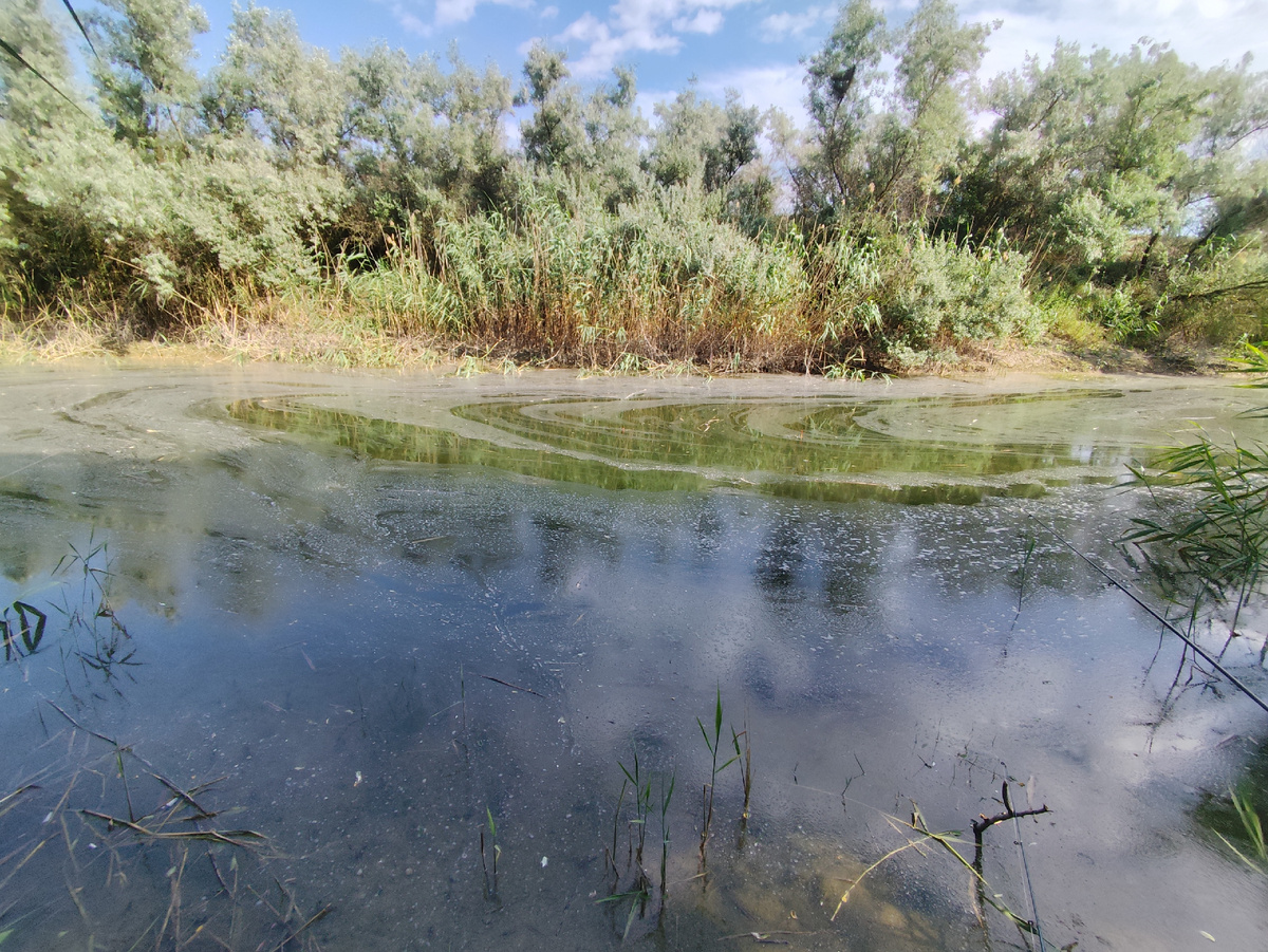 Полосы пыльцы