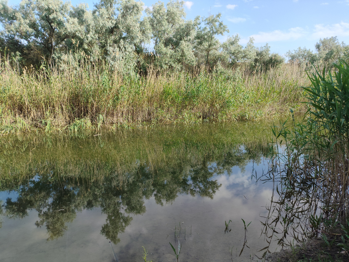 Все те же камыши, только вода чище, но глубина меньше