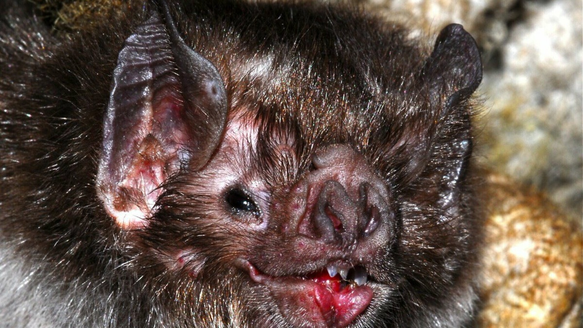 Есть ли животное вампир (Изображение из интернета)