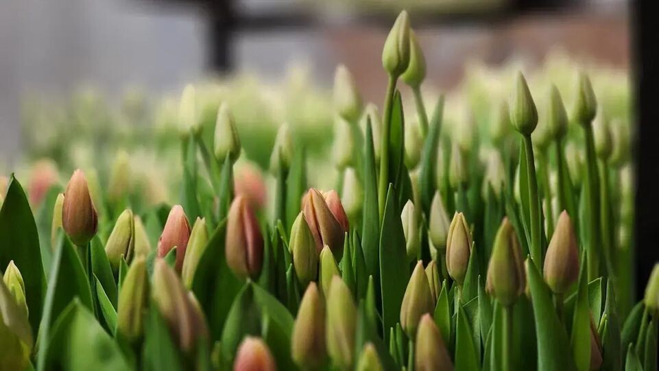    Пресс-служба губернатора Московской области