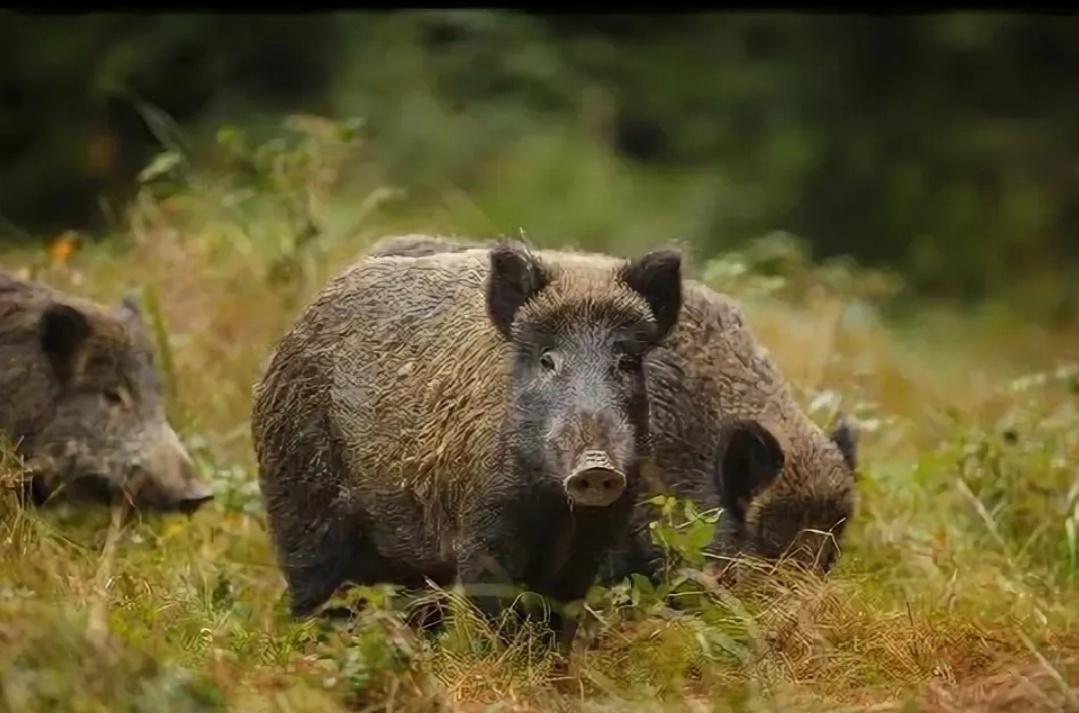 Из открытых источников