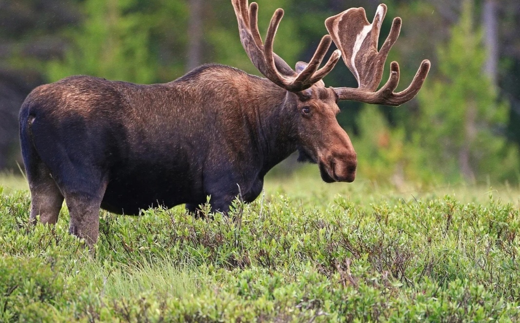 Из открытых источников