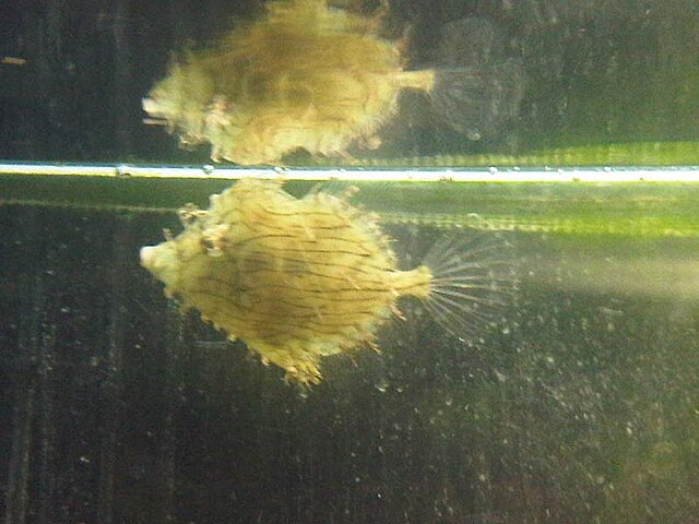 Увы! Фото лучше нет