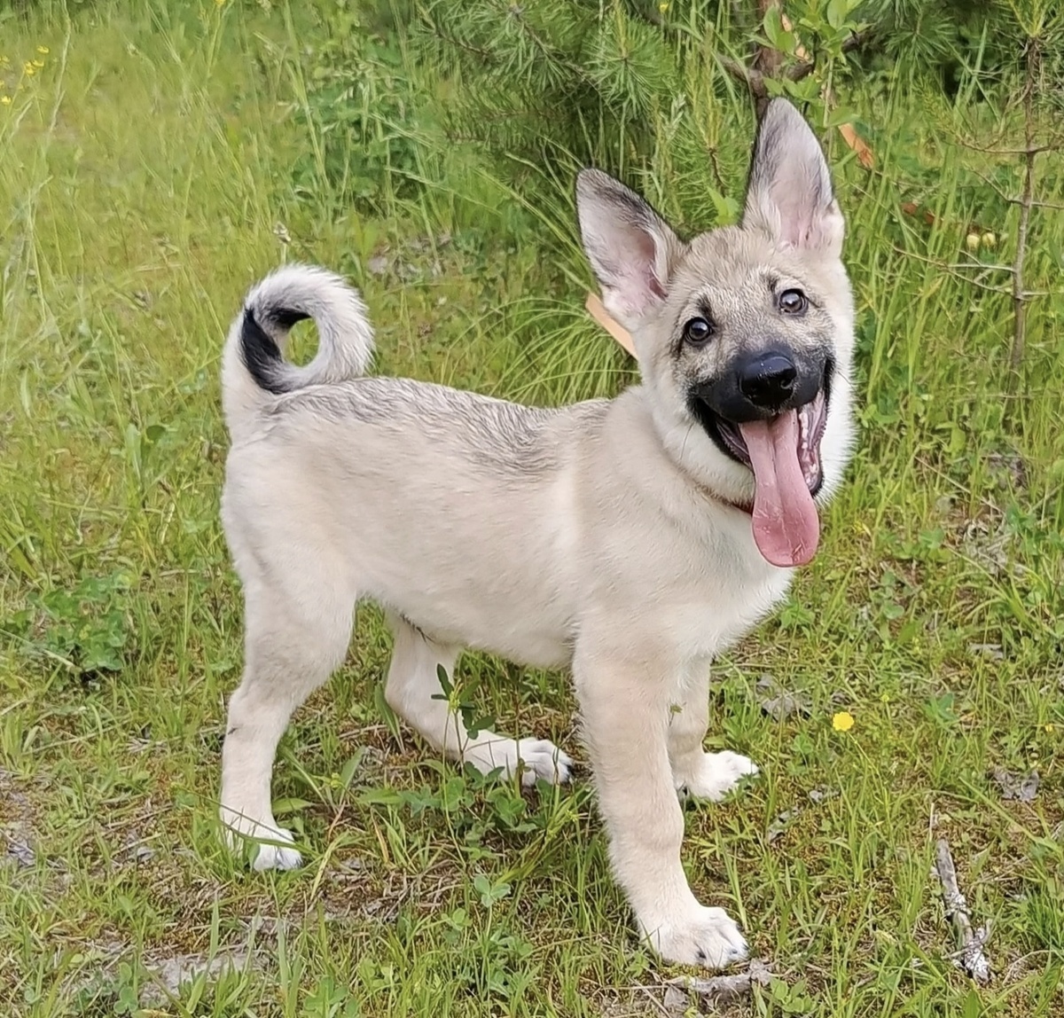 Здравствуйте! Меня зовут Спайк 💓🐾💓