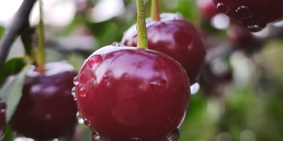 Ты изменила своей мечте?