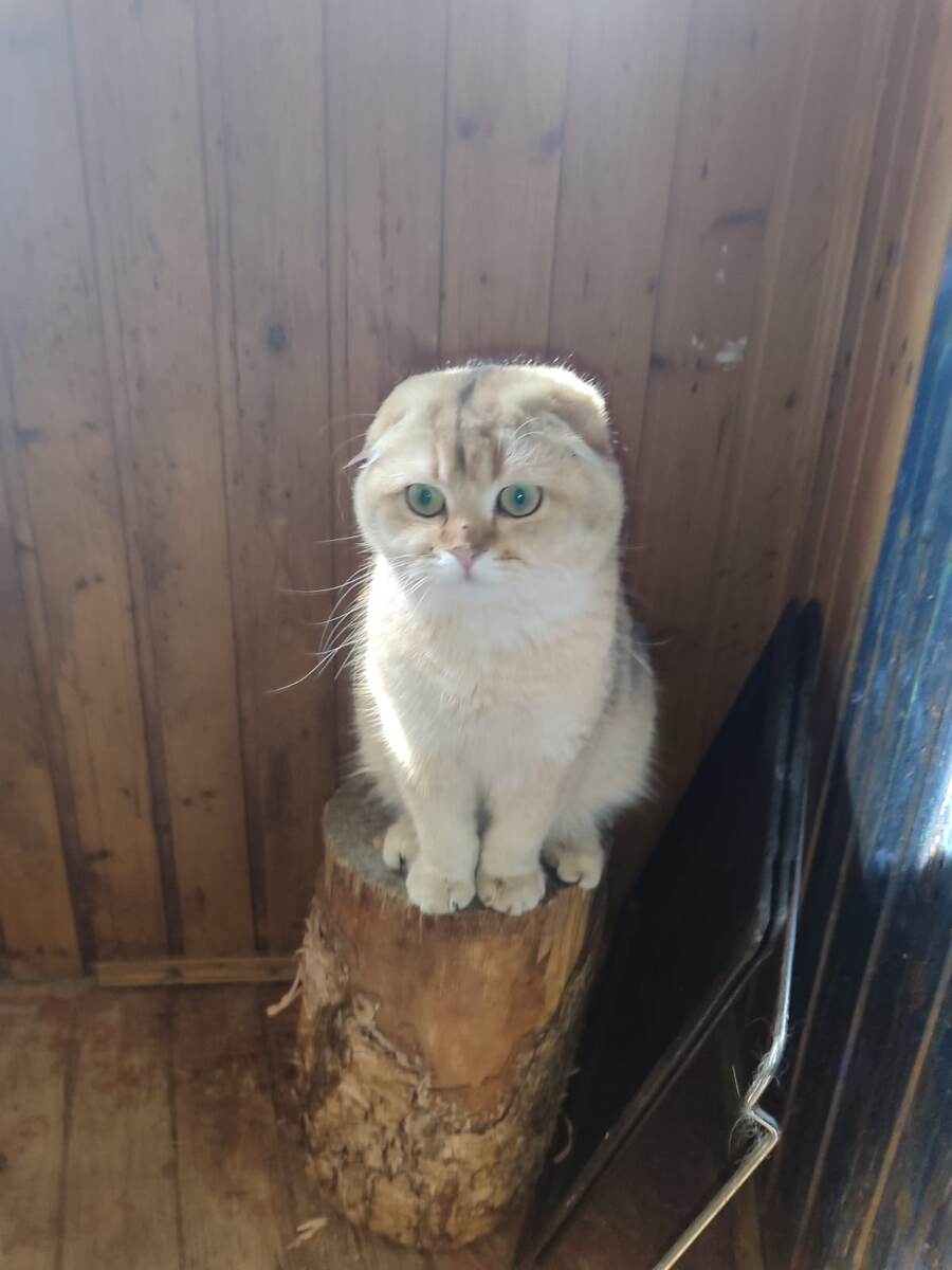 На пеньке думы думает!