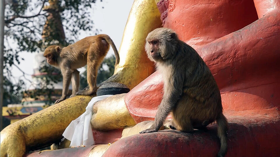 Фото: © Кадр из программы "Невероятно интересные истории", РЕН ТВ