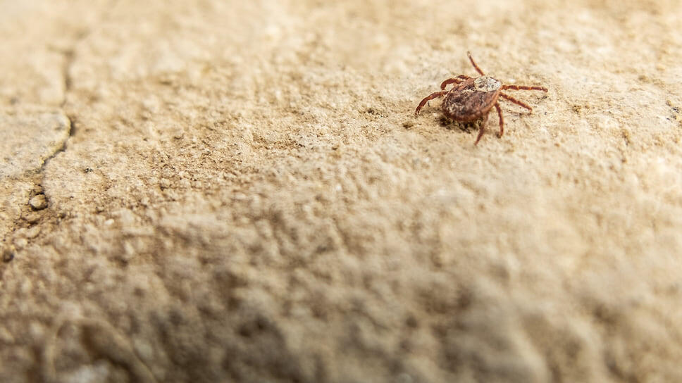 Фото: Олег Харсеев / Коммерсантъ