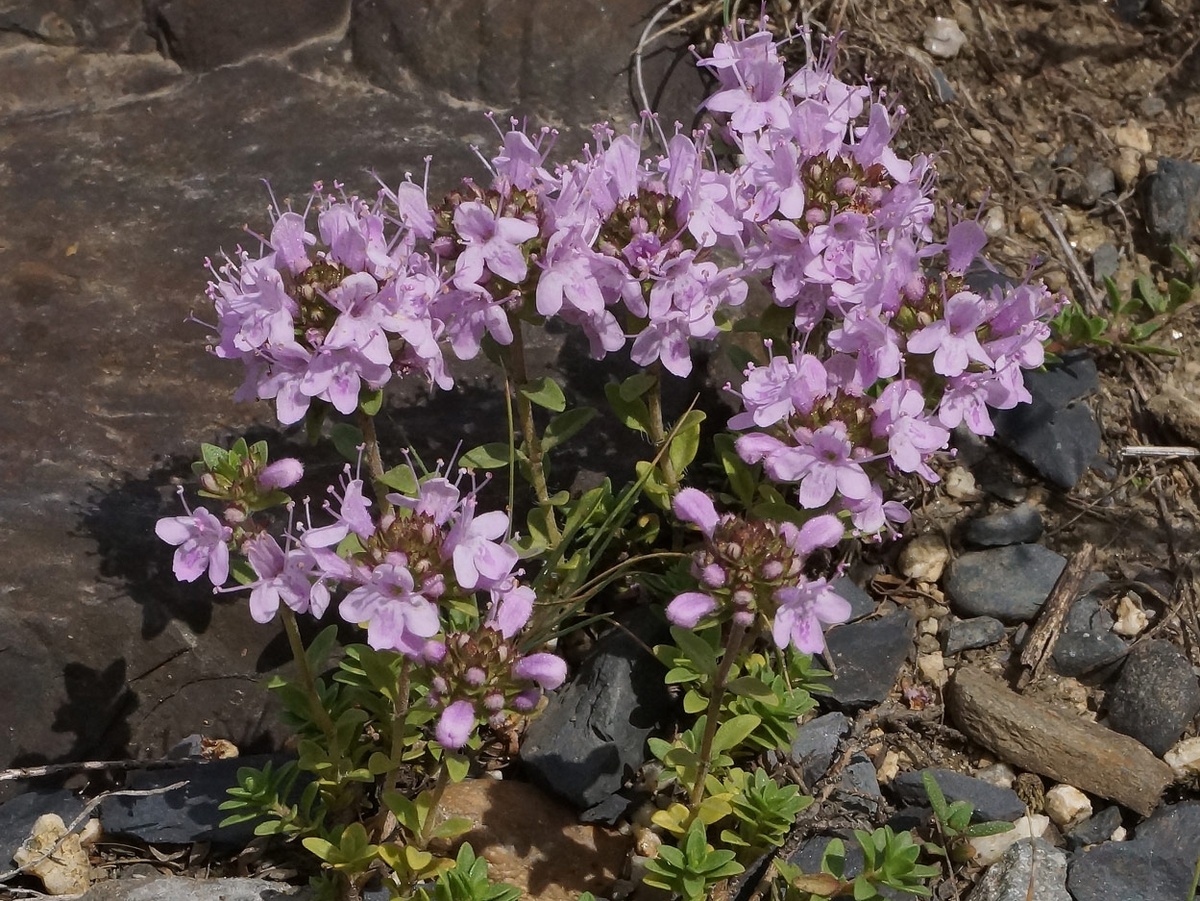 Тимьян ползучий. Фото: Дмитрий Орешкин, plantarium.ru