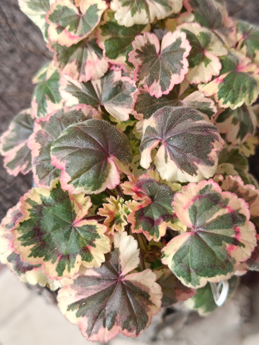 Безымяшка.  Она тоже краснеет в прохладе, может быть краснее. 