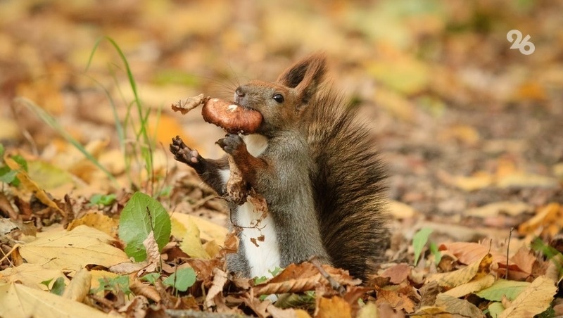      Фото: Дмитрий Ахмадуллин / / ИА «Победа26»