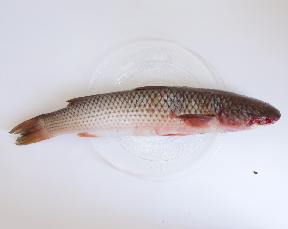 Крымский пеленгас весом около 1 кг 100 гр