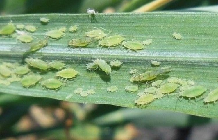    Фото: Россельхозцентр по Новосибирской области