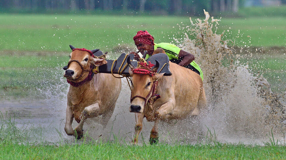 Фото: © www.globallookpress.com/Sumit Sanyal 