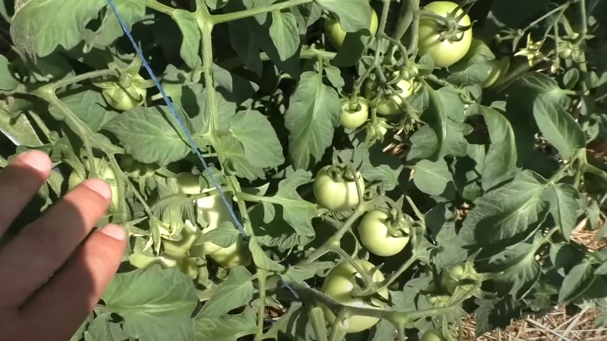 Смешиваю борную кислоту с молоком по бабушкиному рецепту. Томаты завязываются даже в 35-градусную жару