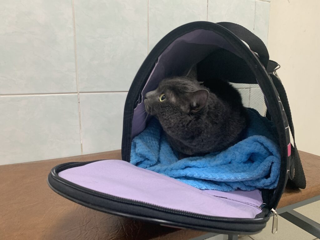    Фото: В курсе.ру Екатерина Устькачкинцева