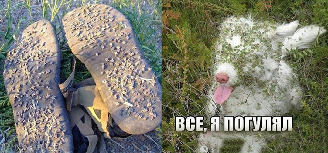 Трава, которая может испортить любую прогулку