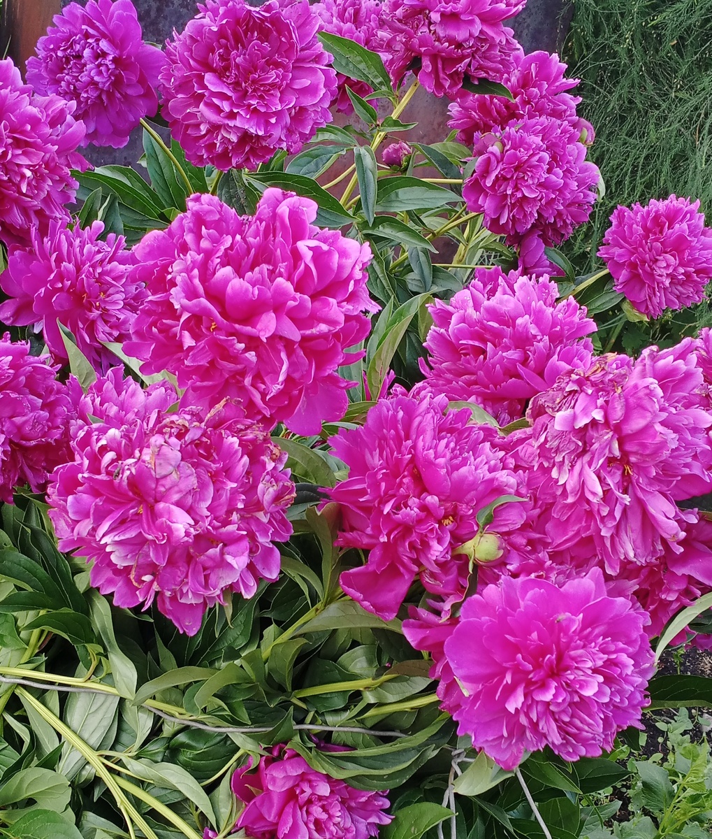 Фото автора.