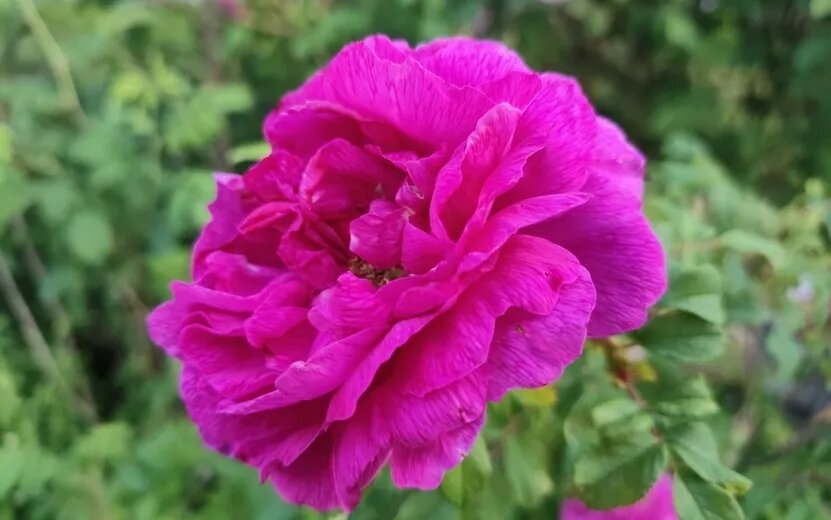    Погода в Ижевске на день: 20 июня ждем тепло +21°С, туман, ливни и грозы