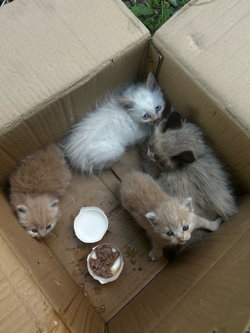 малыши на улице