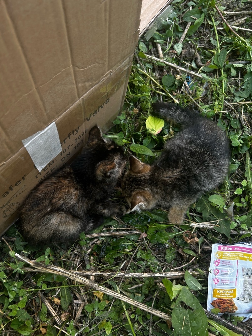 малыши на улице