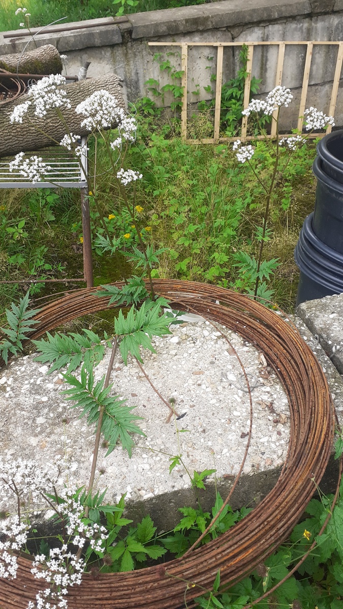 Валериана выросла и зацвела вот в таких условиях...