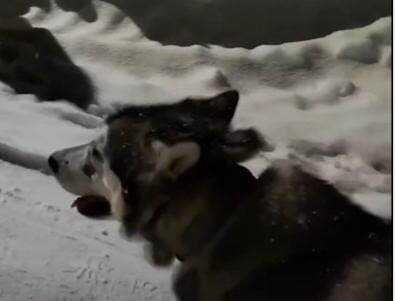 из открытых источников