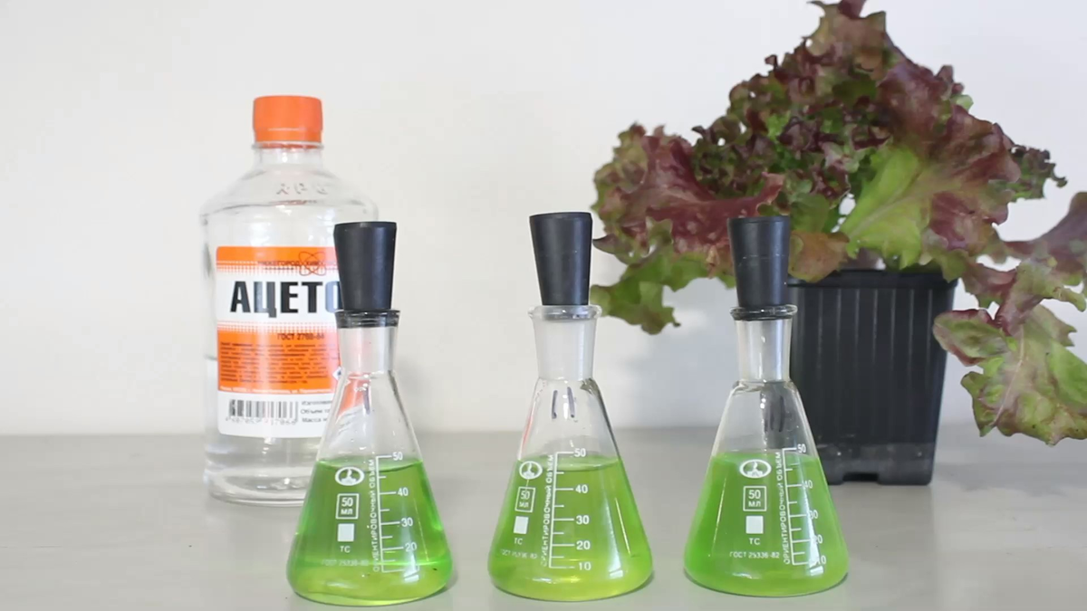 Ацетоновый экстракт хлорофилла