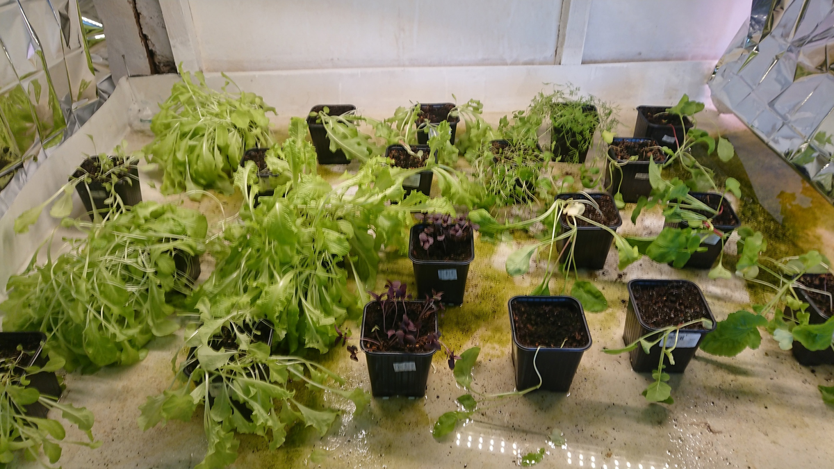 Растения Св№1