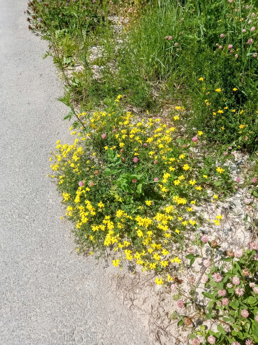 На обочине красивые цветочки. На работу хожу пешком. 