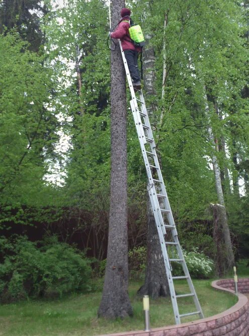 Фитопатологи оценивают старые сосны, обрабатывают их от вредителей. Фото: «Разумный сад»
