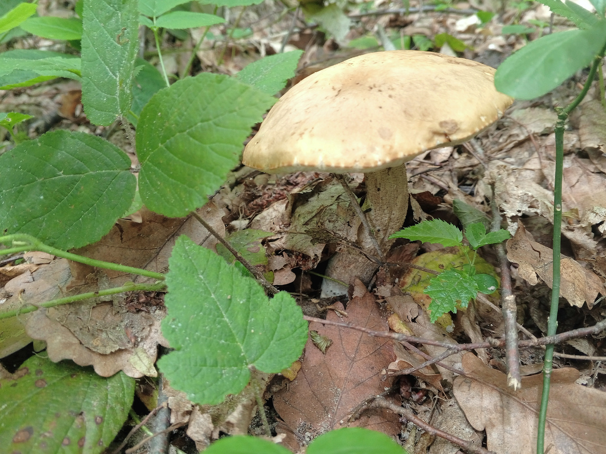 Подберезовик или нет?