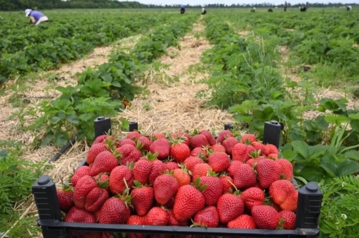    Ярославец рассказал, как собрать большой урожай клубники