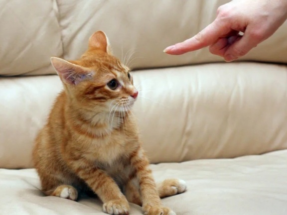 Что думает кошка, когда хозяин ее ругает