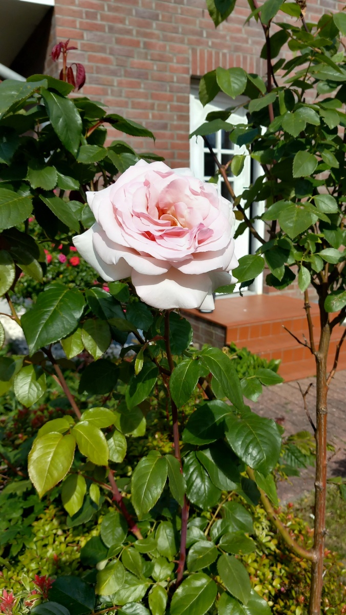 Во дворе цветут розы 