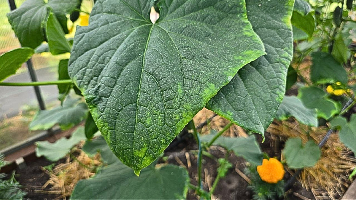 Яндекс картинки