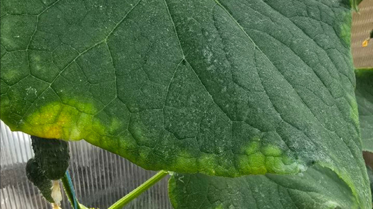 Яндекс картинки