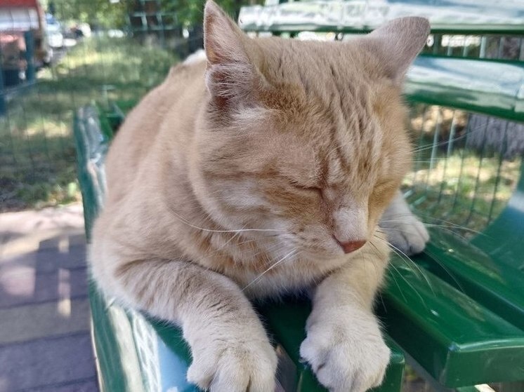     Белгородцев пригласили на выставку и раздачу кошек и собак, фото: МК в Белгороде (архив)