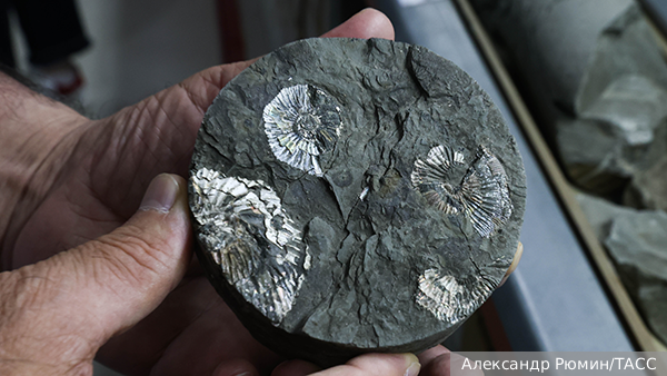     Фото: Александр Рюмин/ТАСС   
 Текст: Елизавета Шишкова