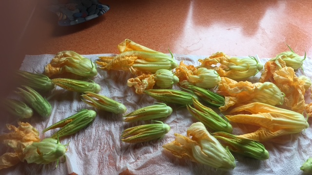 Цветы тыквы. Фото автора.