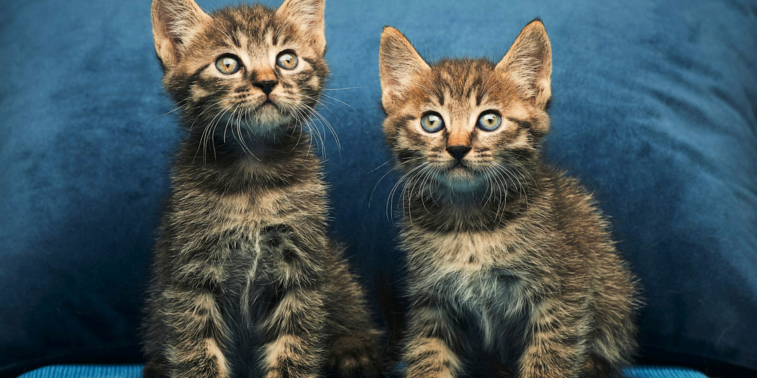 Они должны быть вместе