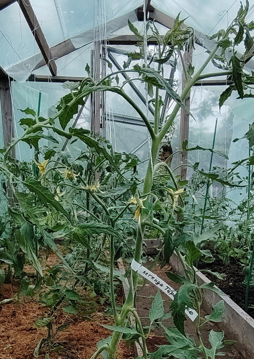 Томаты подвчзаны шпагатом