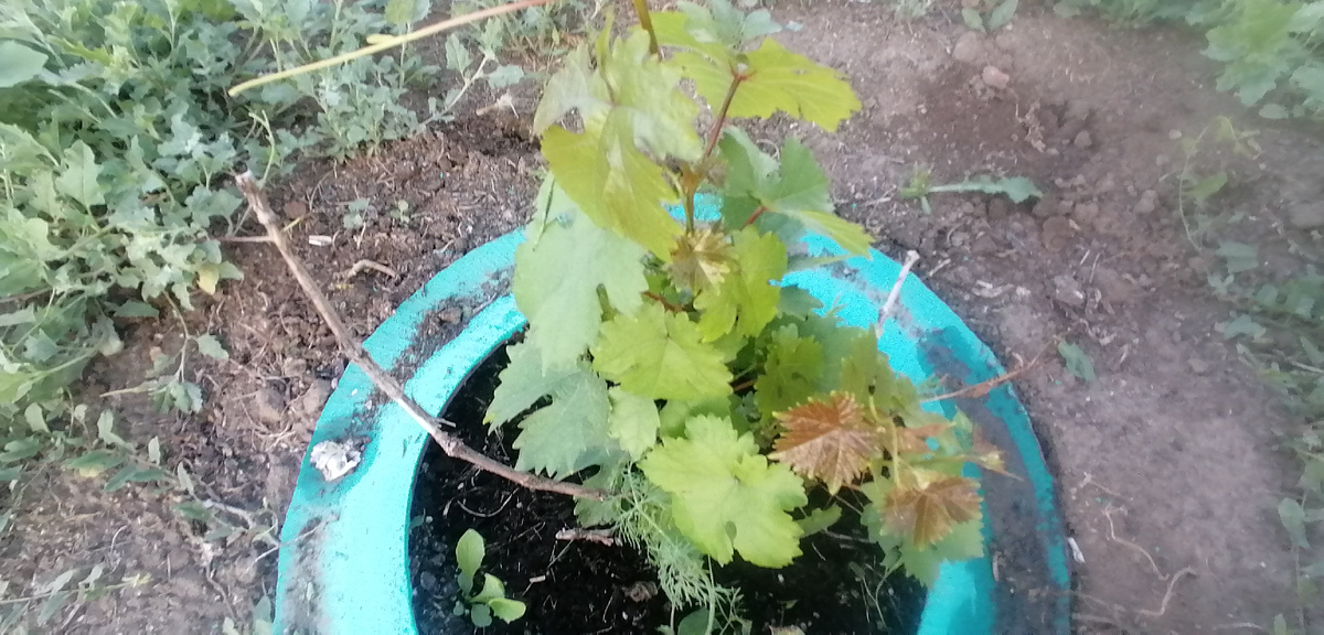 ВОТ ТАК ОН ВЫРОСТАЛ КАК НА КАРТИНЕ, ПРИШЛОСЬ ПЕРЕСАДИТЬ.