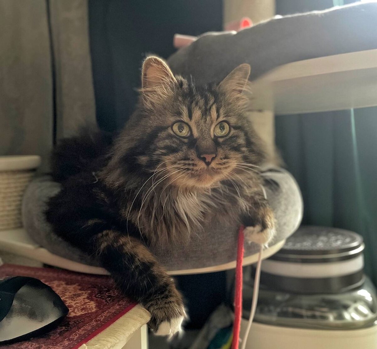 Единственное, что спасает мою менталку в такие дни