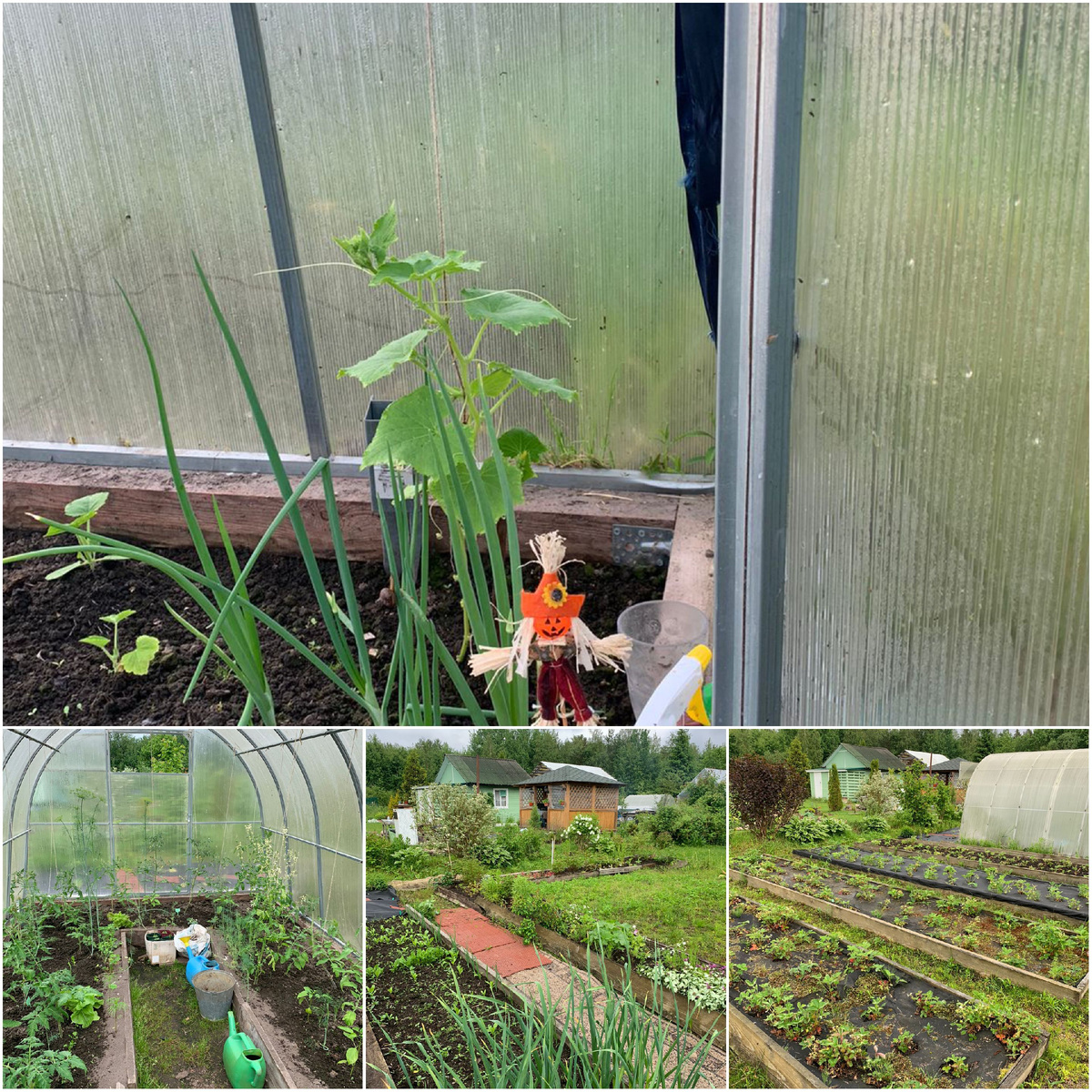 Все фото с дачи моих сватов.