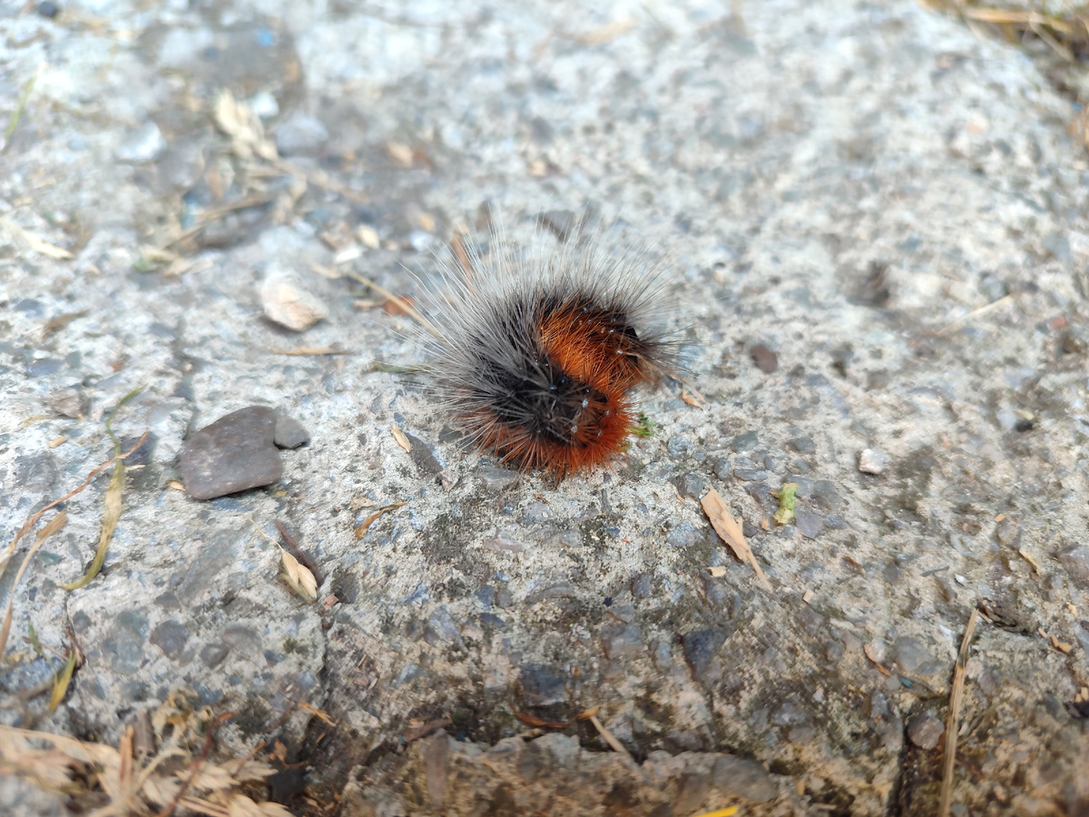 Родственница кота Маси. Такая же пушистая