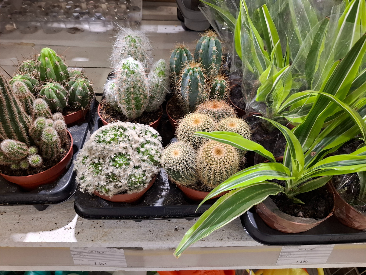 Как огурчики, только колючие