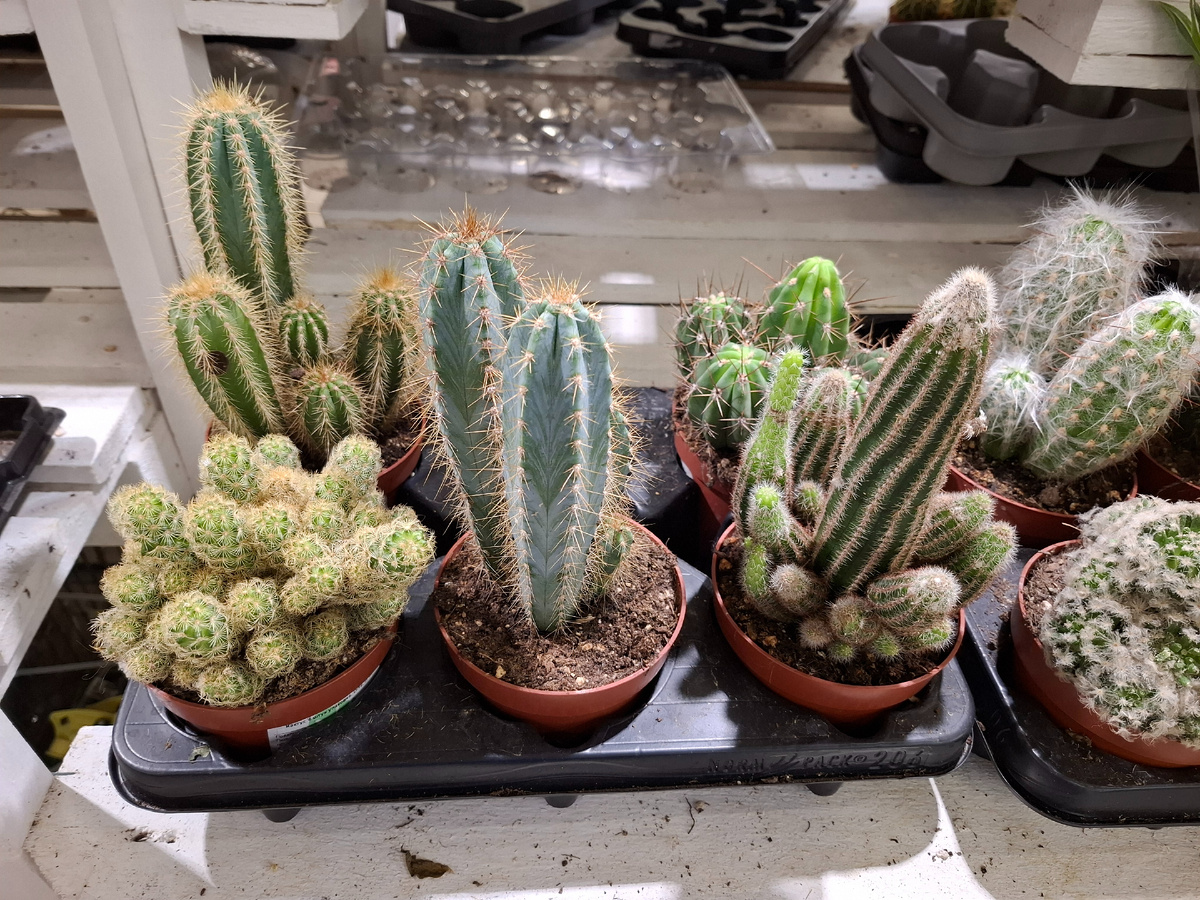 Такое разнообразие в магазине увидела сегодня 