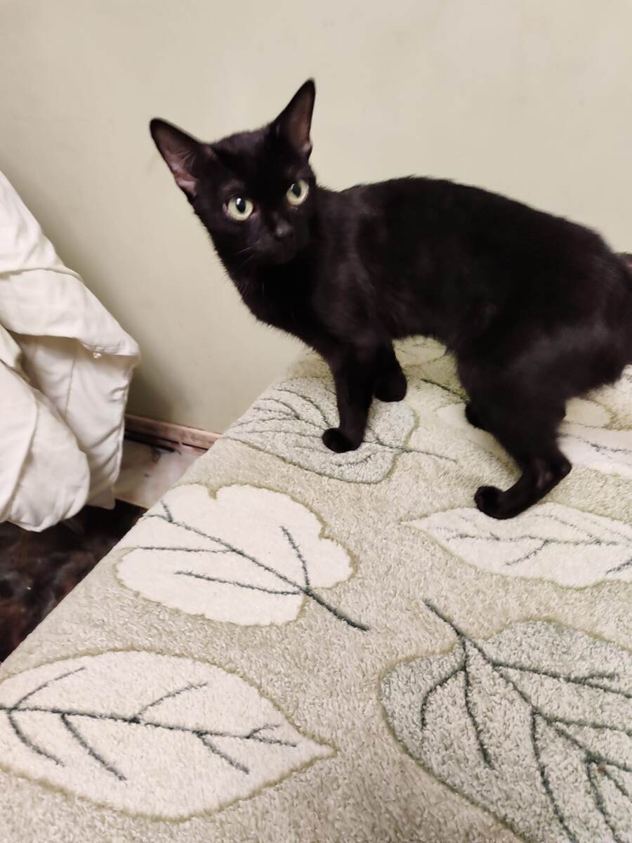 Иногда ругается нецензурно!